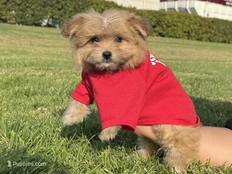 Teddy Malti-Poo 🧸🤎, a male Maltipoo and Shihpoo for sale in Garden Grove, CA – Photo 1 of 1