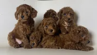 PERRRFECT Toy Poodle 🐩 , a male Poodle - Toy  for sale in Garden Grove, CA – 2 of 2