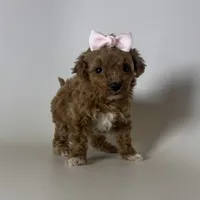 Micro TEACUP Poodle, a female Poodle - Toy  for sale in Garden Grove, CA – 1 of 1