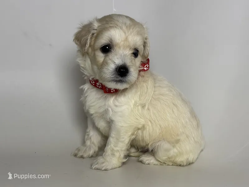 Teacup MaltiPoo ❤️🐶😱 – Maltipoo, Poodle - Toy  puppy for sale in Garden Grove, CA