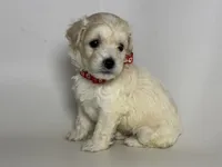 Teacup MaltiPoo ❤️🐶😱, a male Maltipoo and Poodle - Toy  for sale in Garden Grove, CA – 1 of 1