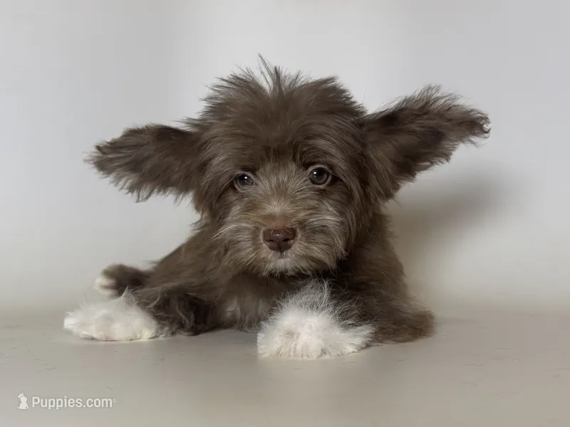 Morkie Puppy 🐶  – Maltipoo, Morkie puppy for sale in Garden Grove, CA