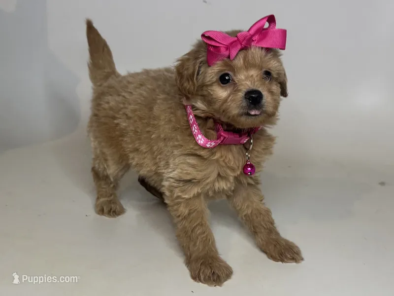 Beautiful Malti-Poo 🐶🐾