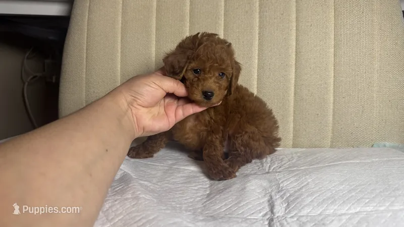 TeddyBear Red Toy Poodle Puppy  – Poodle - Toy , Poodle - Miniature  puppy for sale in Garden Grove, CA