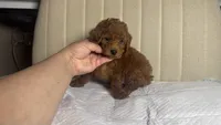 TeddyBear Red Toy Poodle Puppy , a female Poodle - Toy  and Poodle - Miniature  for sale in Garden Grove, CA – 1 of 2
