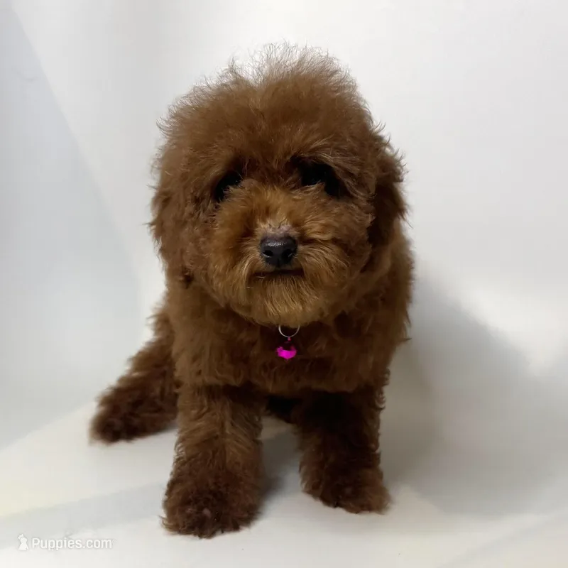 Red TOY Poodle, a female Poodle - Toy  and Poodle - Miniature  for sale in Garden Grove, CA – Photo 1 of 1