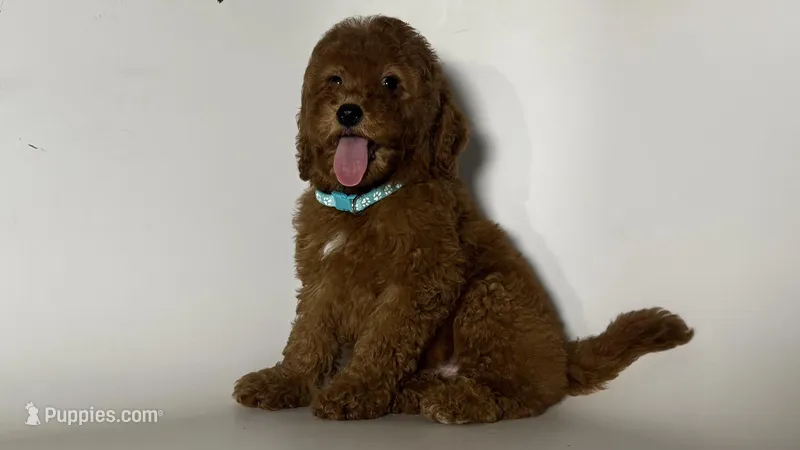 MiNi GoLdEnDoOLe – Goldendoodle, Miniature Goldendoodle puppy for sale in Garden Grove, CA