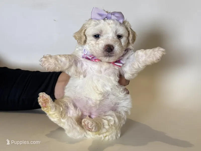 Tiny Female Maltipoo 💜 – Maltipoo, Poodle - Toy  puppy for sale in Garden Grove, CA
