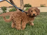 Mini Doodle Puppy , a female Goldendoodle and Miniature Goldendoodle for sale in Garden Grove, CA – 1 of 1
