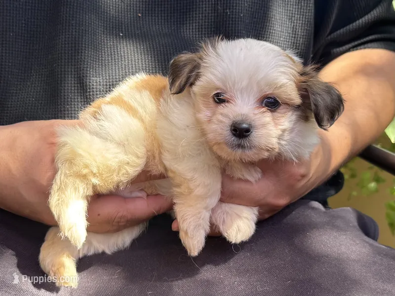 XXS Teacup – Maltipoo, Shihpoo puppy for sale in Garden Grove, CA