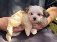 XXS Teacup, a male Maltipoo and Shihpoo for sale in Garden Grove, CA – 1 of 1