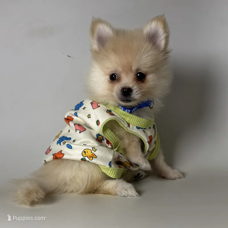 Purebred Pomeranian  – Pomeranian puppy for sale in Garden Grove, CA