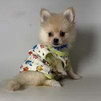 Purebred Pomeranian , a female Pomeranian for sale in Garden Grove, CA – 1 of 2