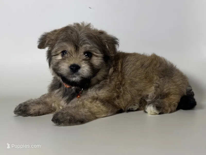 Male Puppy 🐾, a male Maltipoo and Shihpoo for sale in Garden Grove, CA – Photo 1 of 1