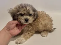 Toy Bernedoodle, a male Poodle - Toy  and Miniature Bernedoodle for sale in Garden Grove, CA – 1 of 1