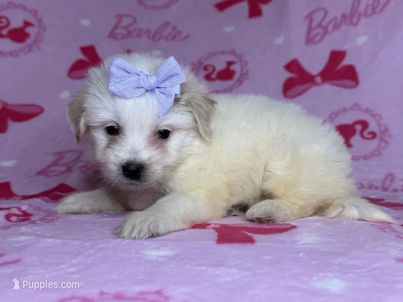 Female Malti-Poo Pup 🐶  – Maltipoo, Poodle - Toy  puppy for sale in Garden Grove, CA