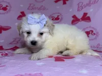 Female Malti-Poo Pup 🐶 , a female Maltipoo and Poodle - Toy  for sale in Garden Grove, CA – 1 of 1