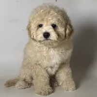 English Teddy Doodle 🧸, a male Poodle - Toy  and Miniature Labradoodle for sale in Garden Grove, CA – 1 of 1