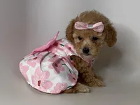 Beautiful Maltipoo 🩷, a female Maltipoo and Poodle - Toy  for sale in Garden Grove, CA – 1 of 1