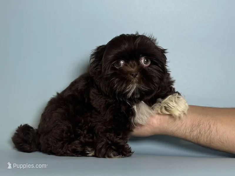 HERSHEY – Shih Tzu puppy for sale in Garden Grove, CA