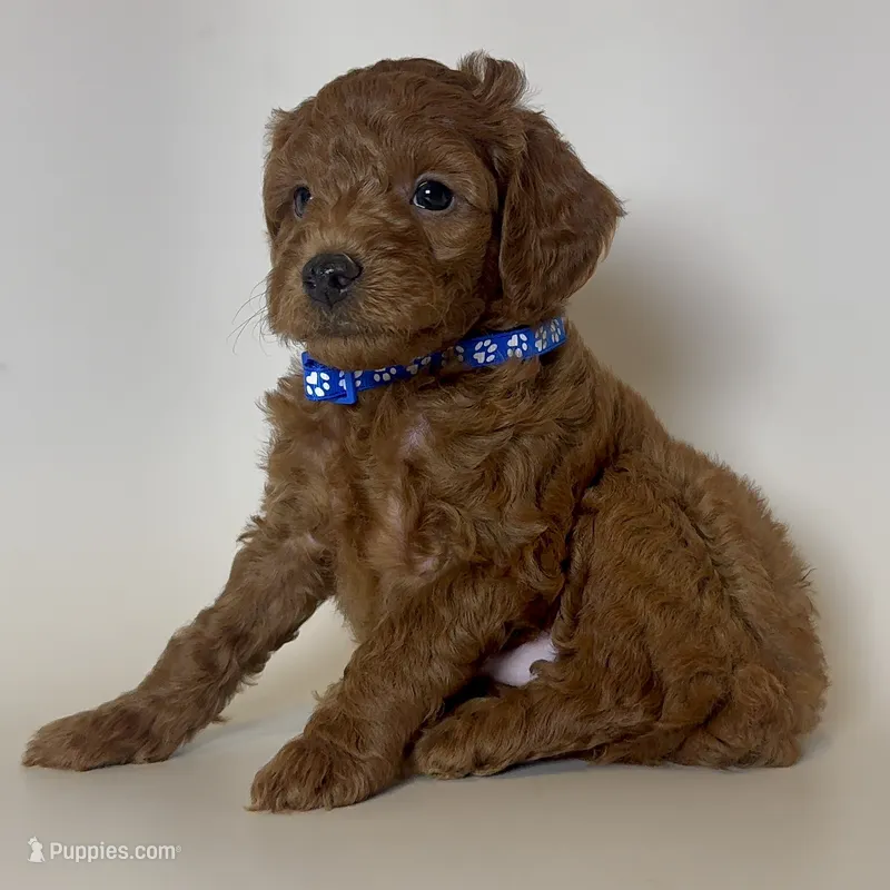 🩵Male Red Toy Poodle🩵🐶🧸 – Poodle - Toy , Poodle - Miniature  puppy for sale in Garden Grove, CA