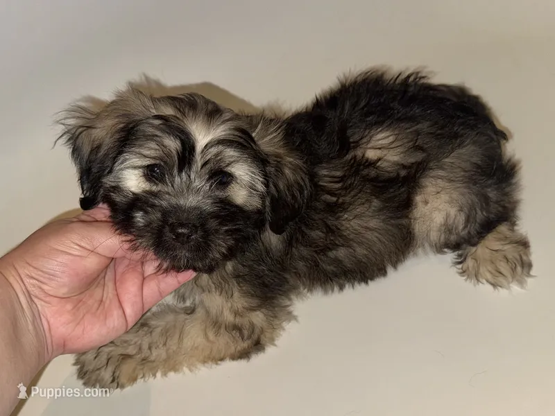 Mini Bernedoodle  – Poodle - Toy , Miniature Bernedoodle puppy for sale in Garden Grove, CA