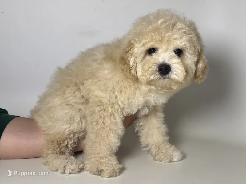 Mini Labradoodle  – Poodle - Toy , Miniature Labradoodle puppy for sale in Garden Grove, CA