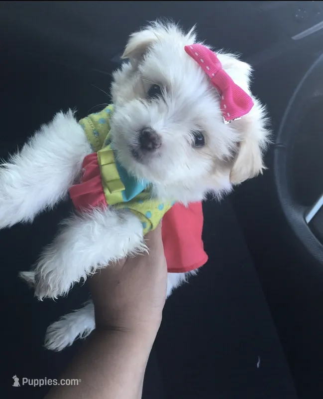 Perfect Teacup Puppy – Maltipoo, Maltese puppy for sale in Garden Grove, CA