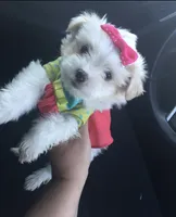 Perfect Teacup Puppy, a female Maltipoo and Maltese for sale in Garden Grove, CA – 1 of 1