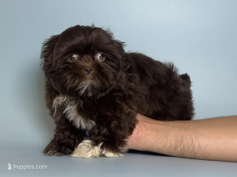 Dark Chocolate Shitzu 🤎 – Shih Tzu puppy for sale in Garden Grove, CA