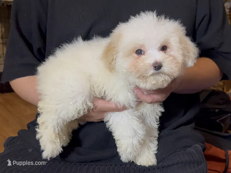 Fluffy Baby Maltipoo – Maltipoo, Poodle - Toy  puppy for sale in Garden Grove, CA