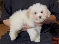 Fluffy Baby Maltipoo, a male Maltipoo and Poodle - Toy  for sale in Garden Grove, CA – 1 of 1