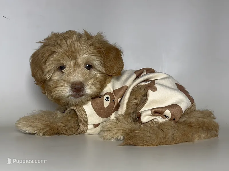 Maltipoo/Yorkipoo 🧸 – Maltipoo, Yorkipoo puppy for sale in Garden Grove, CA