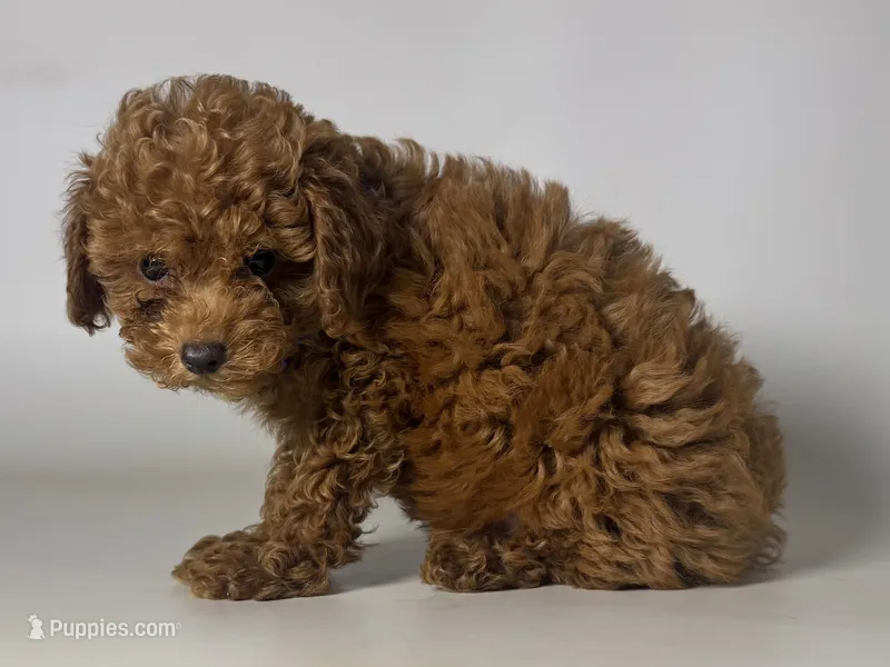 🐾Red Mini Toy Poodle 🐩🐾 – Poodle - Toy , Poodle - Miniature  puppy for sale in Garden Grove, CA