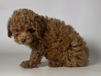 🐾Red Mini Toy Poodle 🐩🐾, a female Poodle - Toy  and Poodle - Miniature  for sale in Garden Grove, CA – 1 of 1