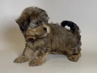 🐾 Male Yorkipoo Mix 🐾, a male Yorkipoo and Mal Shi for sale in Garden Grove, CA – 1 of 2