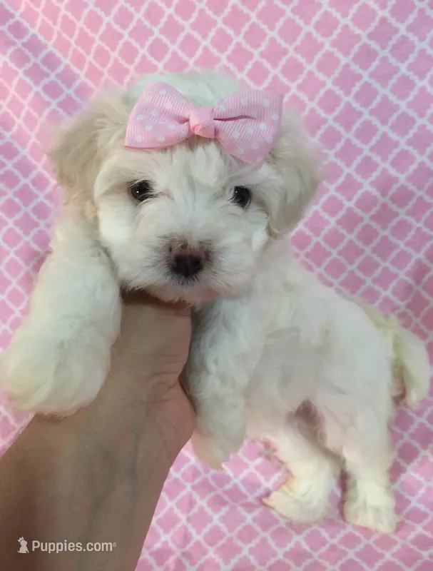 Teacup Puppy 🐶  – Maltipoo, Maltese puppy for sale in Garden Grove, CA
