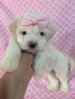 Teacup Puppy 🐶 , a female Maltipoo and Maltese for sale in Garden Grove, CA – 1 of 1