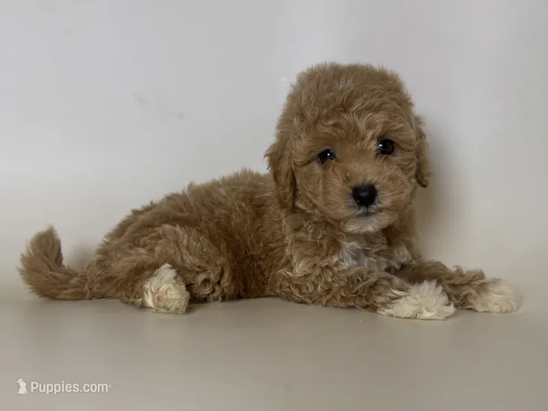 Teddy Bear 🧸  – Poodle - Toy , Poodle - Miniature  puppy for sale in Garden Grove, CA