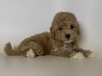 Teddy Bear 🧸 , a male Poodle - Toy  and Poodle - Miniature  for sale in Garden Grove, CA – 1 of 1