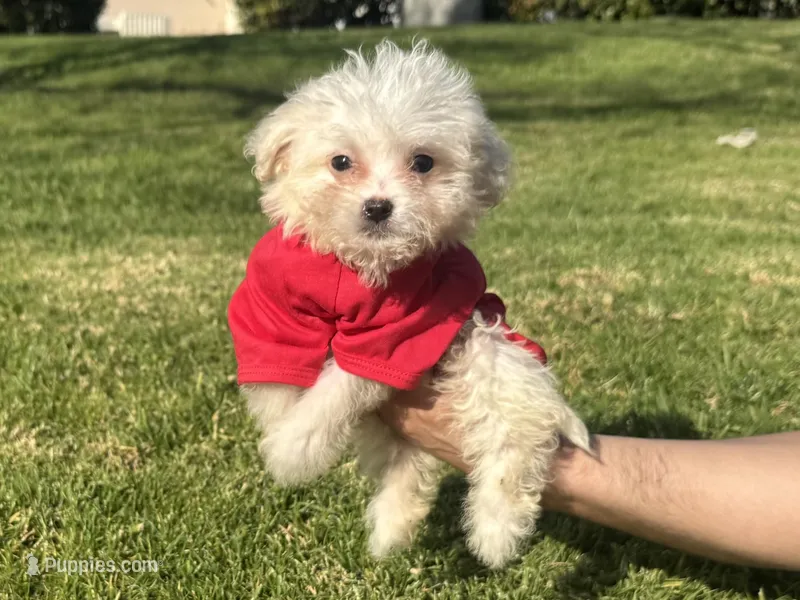 TINY Malti-Poo🐾, a male Maltipoo and Maltese for sale in Garden Grove, CA – Photo 1 of 1