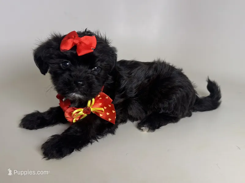 TEACUP Malti-Poo Female  – Maltipoo, Shihpoo puppy for sale in Garden Grove, CA