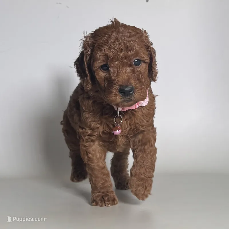 Golden Doodle 🩷 – Goldendoodle, Miniature Goldendoodle puppy for sale in Garden Grove, CA