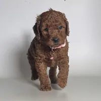 Golden Doodle 🩷, a female Goldendoodle and Miniature Goldendoodle for sale in Garden Grove, CA – 1 of 1