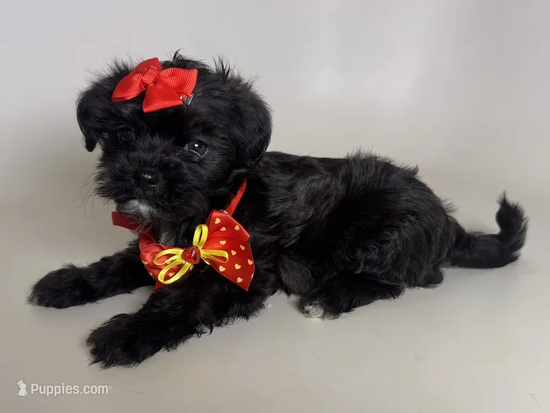 Female XS Maltipoo  – Maltipoo, Shihpoo puppy for sale in Garden Grove, CA