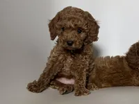 Dark RED Poodle, a male Poodle - Toy  and Poodle - Miniature  for sale in Garden Grove, CA – 1 of 1