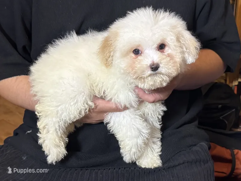 Perfect Maltipoo  – Maltese, Poodle - Toy  puppy for sale in Garden Grove, CA