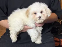 Perfect Maltipoo , a male Maltese and Poodle - Toy  for sale in Garden Grove, CA – 1 of 1