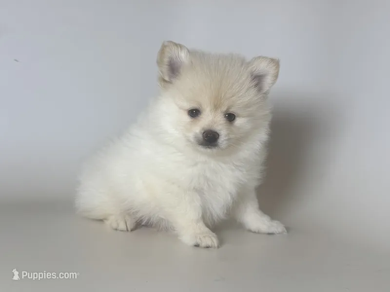 OLAF – Pomeranian puppy for sale in Garden Grove, CA