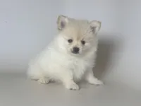 OLAF, a male Pomeranian for sale in Garden Grove, CA – 1 of 1